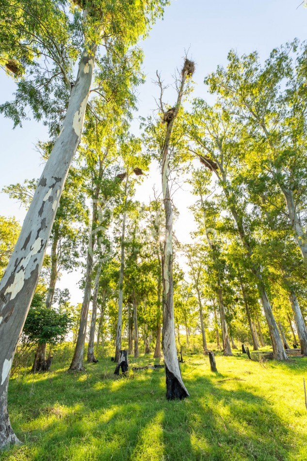 CAMPO AGRICOLA + ANTIGUA ESTACION OROÑO- GESSLER!