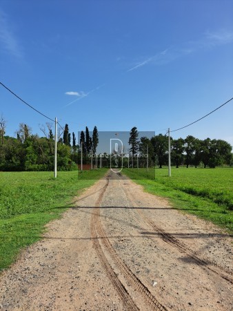 LOTEO FLOR DE LIS - EL FUTURO ES HOY! 