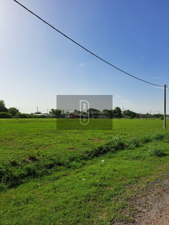 LOTEO FLOR DE LIS - EL FUTURO ES HOY! 