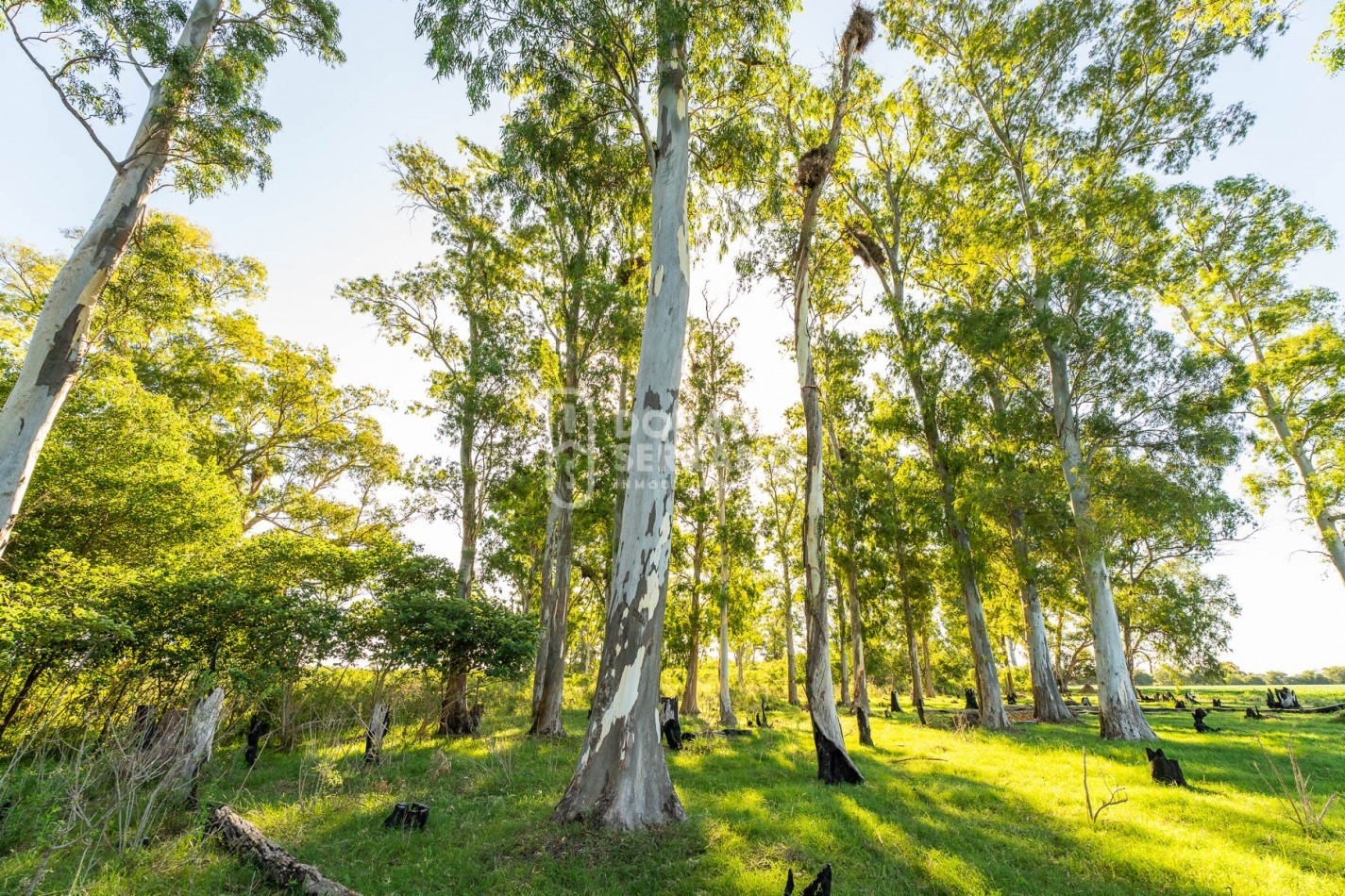 CAMPO AGRICOLA + ANTIGUA ESTACION OROÑO- GESSLER!